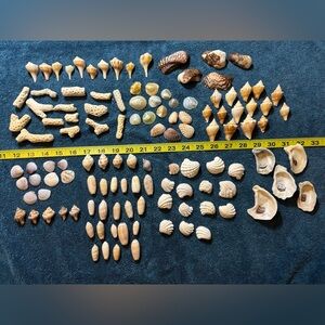 120 Mixed Lot Sanibel Island Seashells.  Assorted types and sizes!